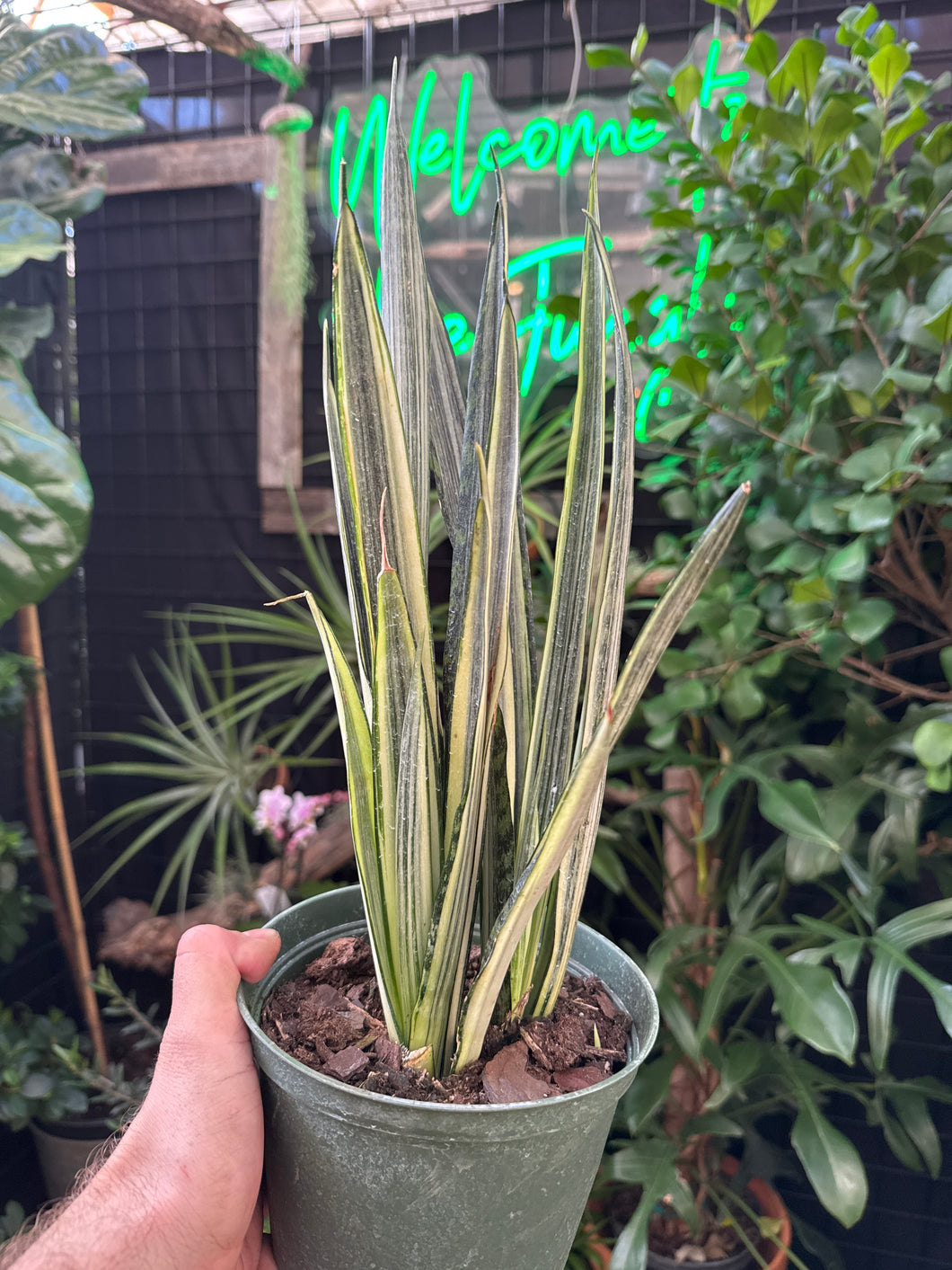 Sansevieria 'Bantel's Sensation'