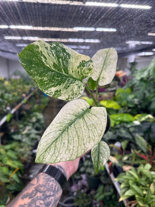 Monstera 'White Monster'