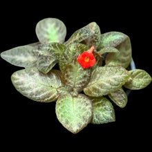 Episcia Silver Screen