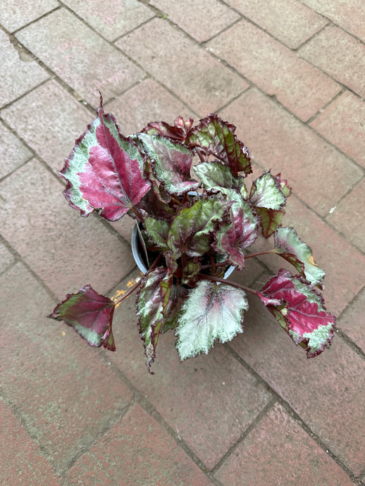 Begonia Rex ‘Spitfire’