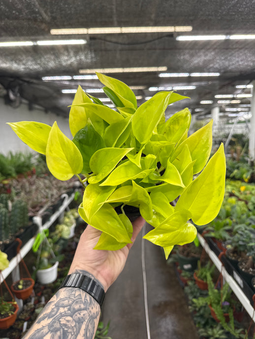 Epipremnum 'Champs Elysees'