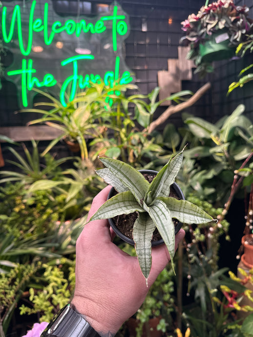 Sansevieria 'Himalayan'