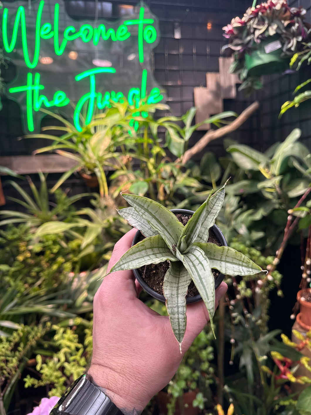 Sansevieria 'Himalayan'