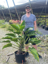 Philodendron Super Sale