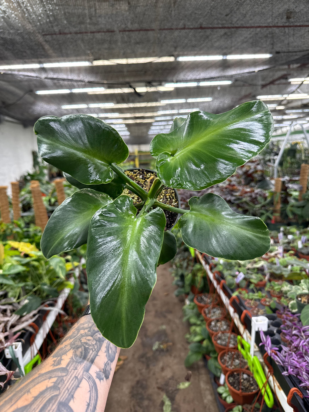 Philodendron Rugosum