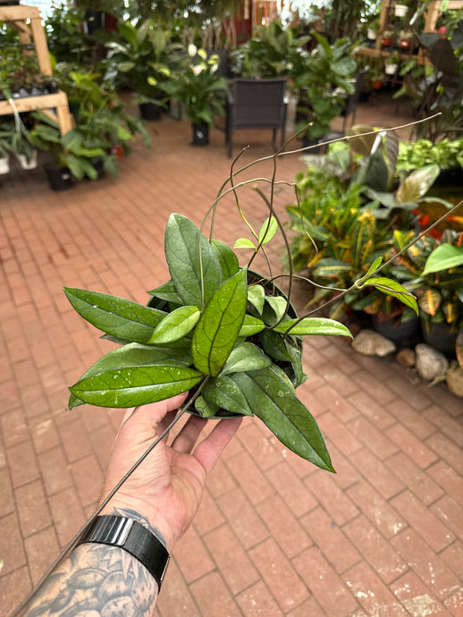 Hoya crassipetiolata