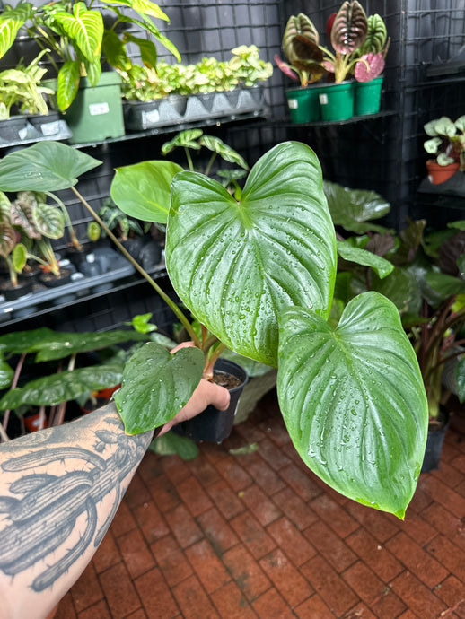 Homalomena Emerald Gem