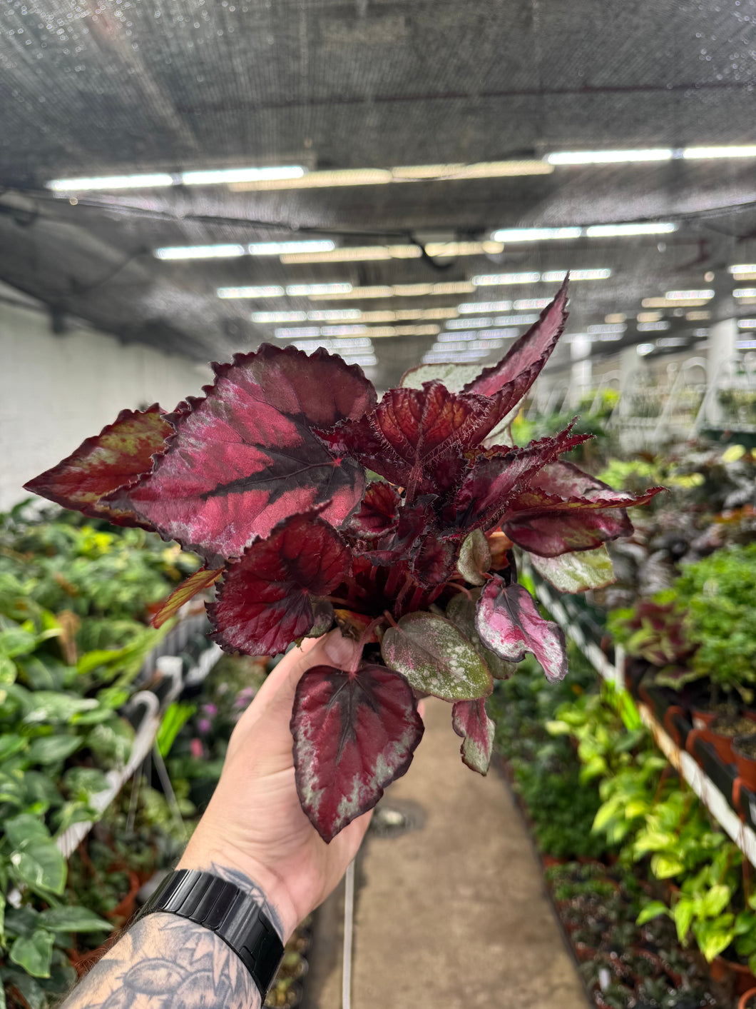 Begonia Rex ‘Jurassic Black Tie'