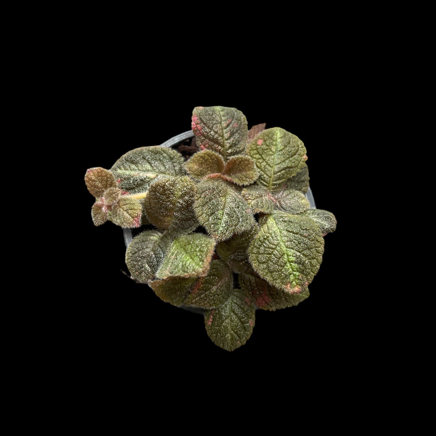 Episcia Pink Panther – Jordan's Jungle