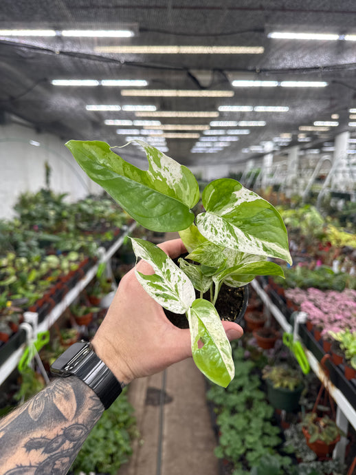 Epipremnum Pinnatum Albo Variegata