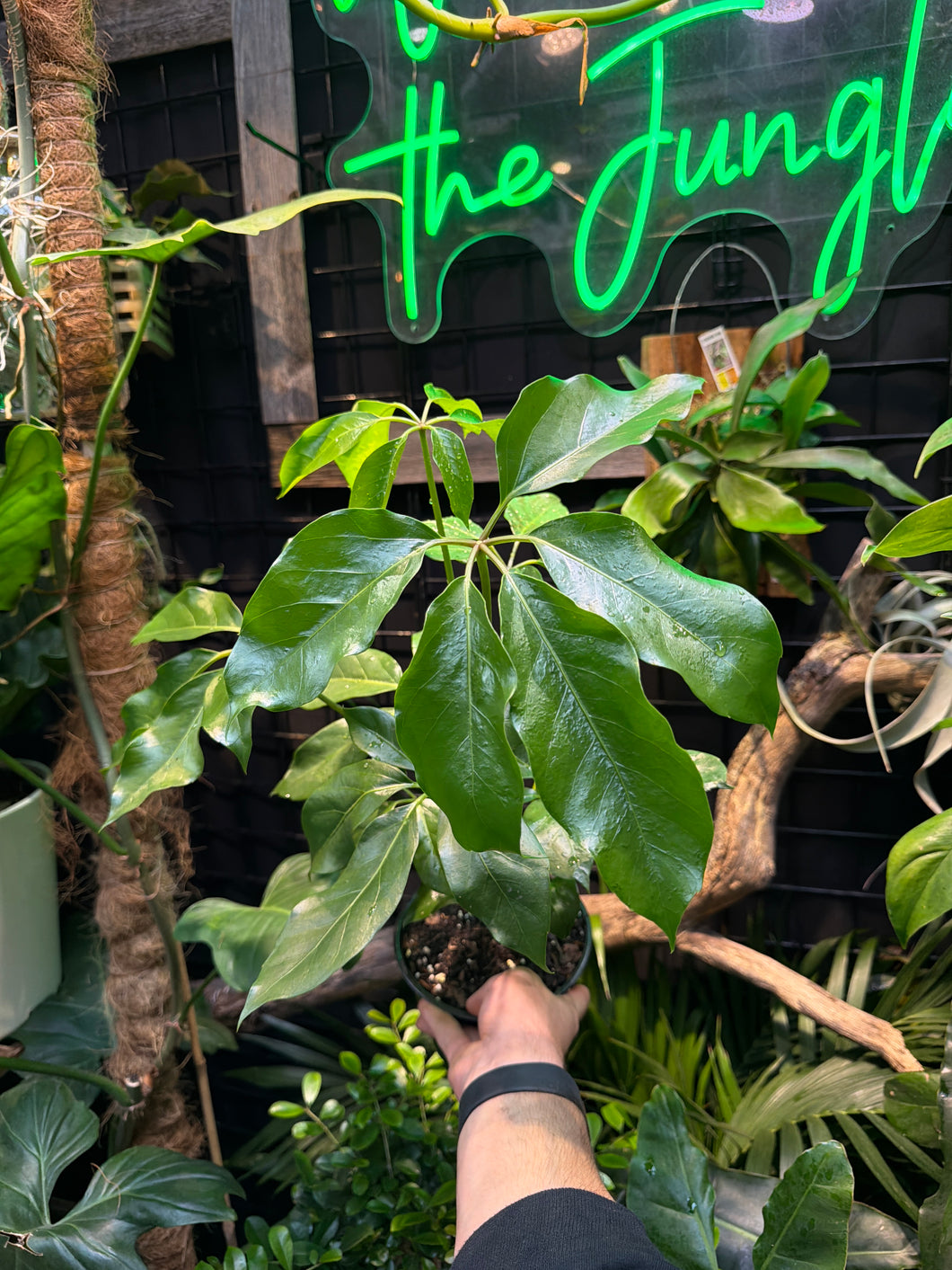 Schefflera Amate