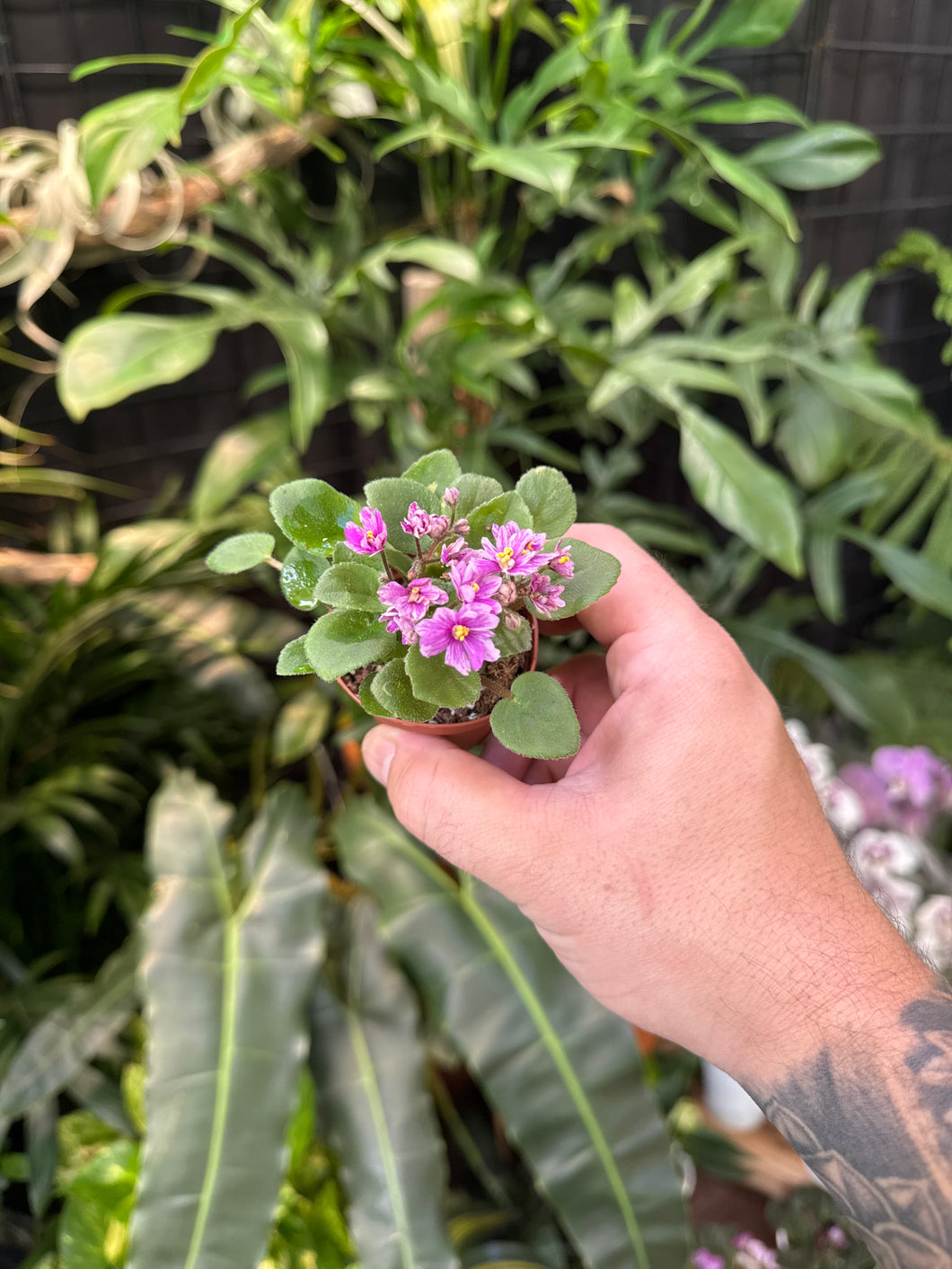 African Violet 'Jersey Rose Trail'
