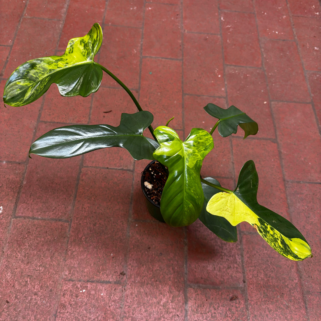 philodendron bipennifolium violin variegated Philodendron Bipennifolium (Violin) Variegated