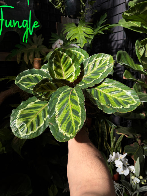 Goeppertia veitchiana ‘Flamestar’ (Calathea)