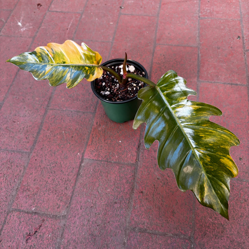 philodendron caramel marble Philodendron Caramel Marble – Jordan's Jungle