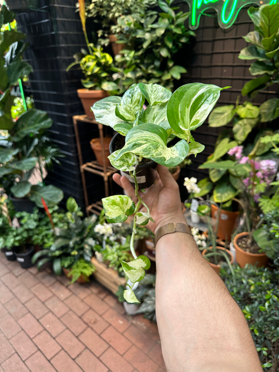 manjula pothos for sale Epipremnum Manjula 6"