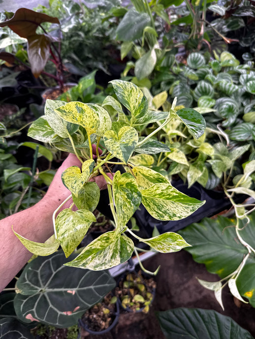 Epipremnum 'Marble Thai Hybrid'