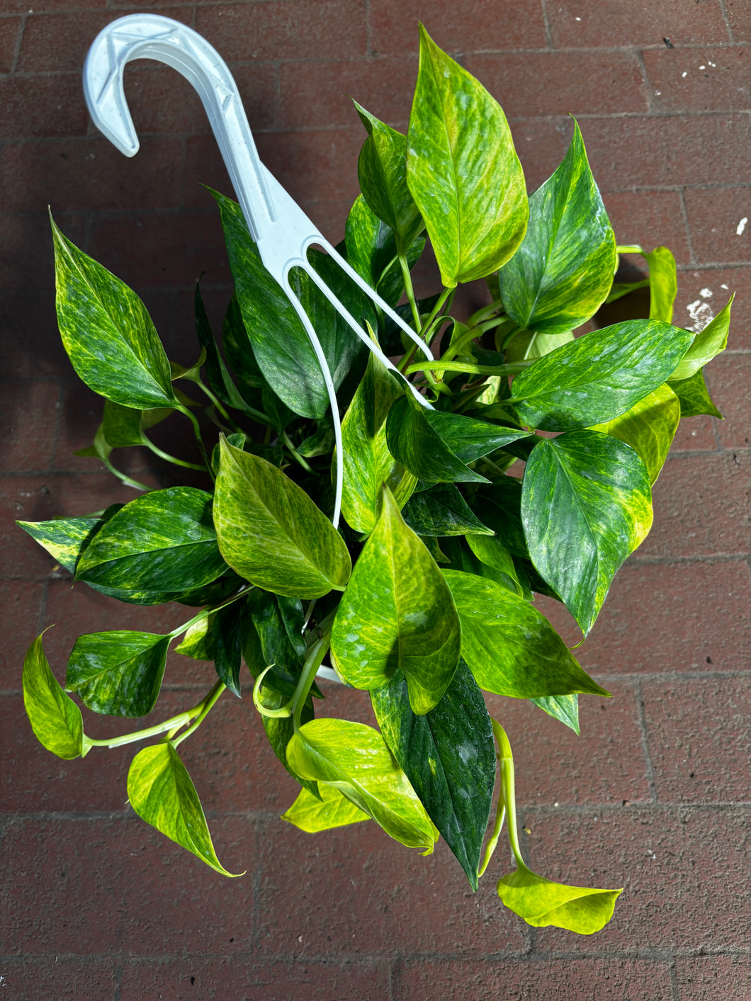 neon queen pothos Epipremnum Neon Queen – Jordan's Jungle