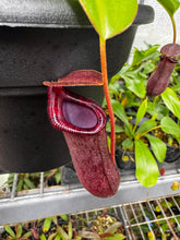 Nepenthes 'briggsiana' (lowii X ventricosa 'red')