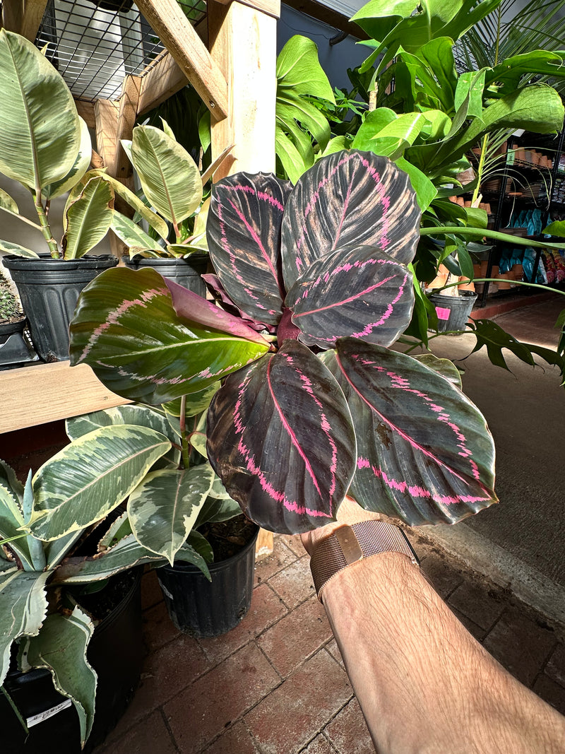 calathea dottie prayer plant Calathea 'Dottie' – Jordan's Jungle