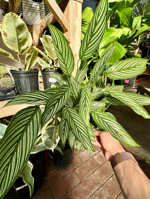 Calathea 'Vittata'