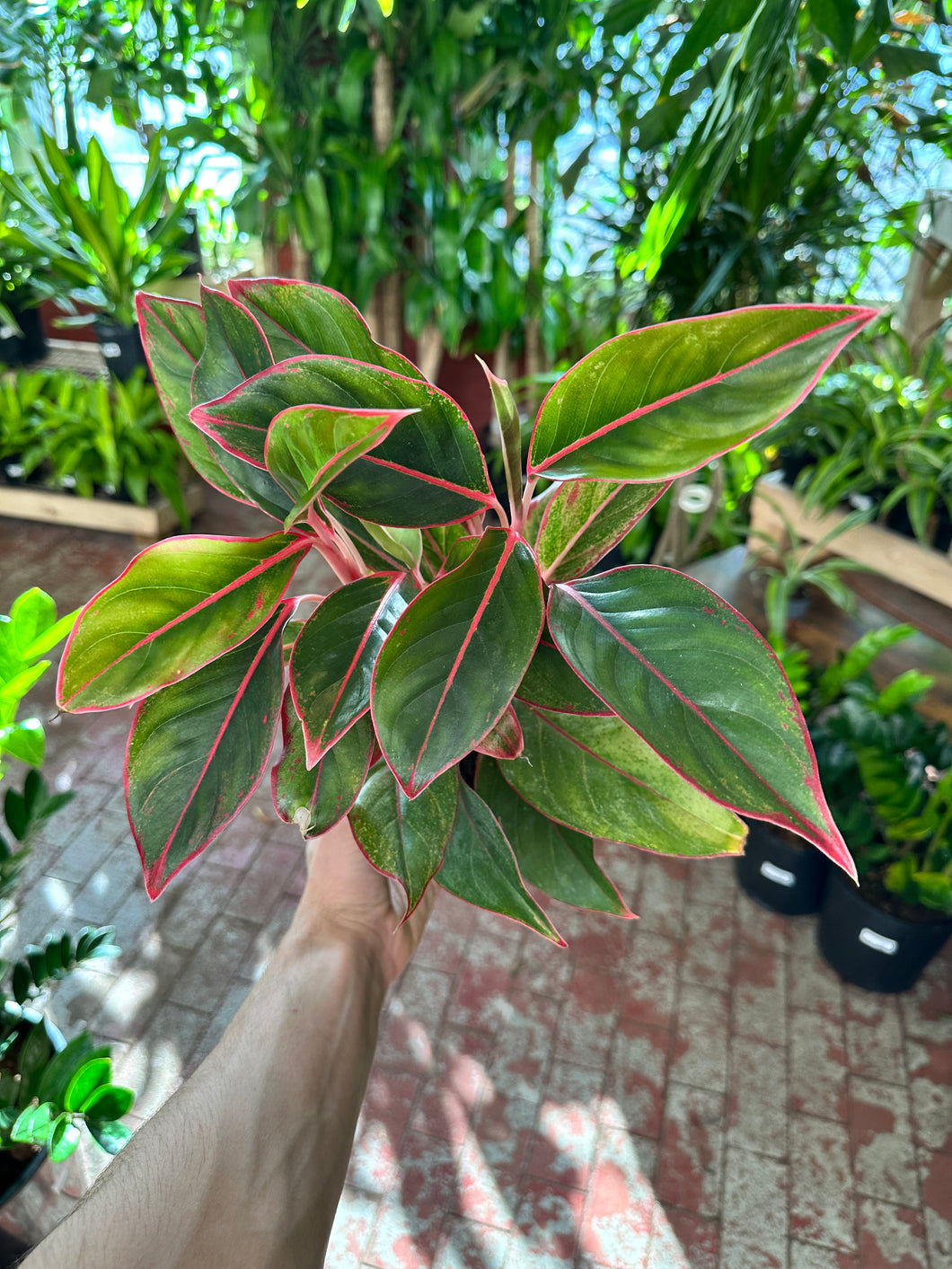 Aglaonema Siam Aurora