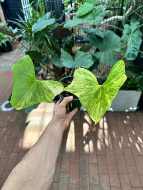 Anthurium Pterodactyl Variegata