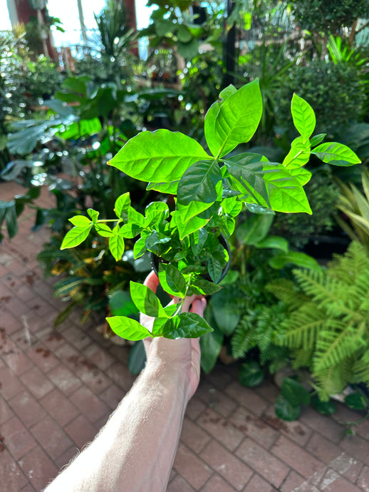 Arabica Coffee Plant