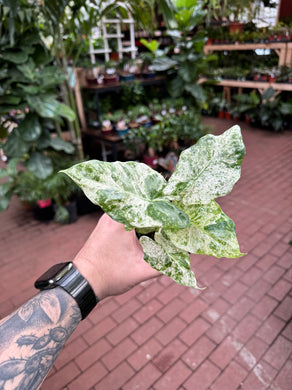 Alocasia Macrorrhiza Camouflage