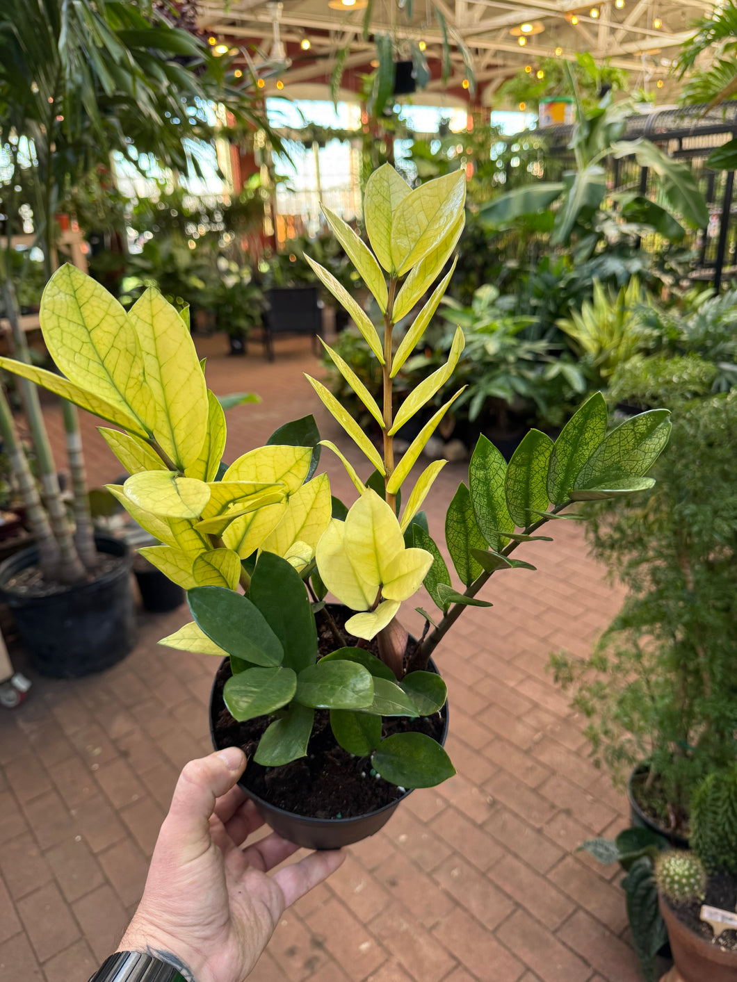 chameleon zz plant lowes Zamioculcas 'Chameleon' ZZ Plant – Jordan's Jungle