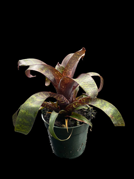 Vriesea 'Red Chestnut'