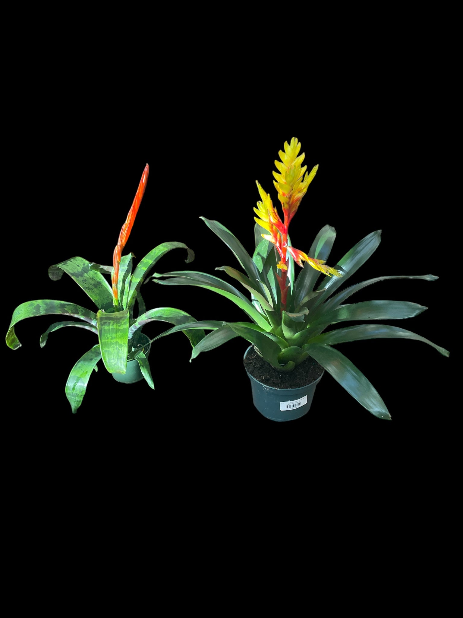 Guzmania Bromeliads