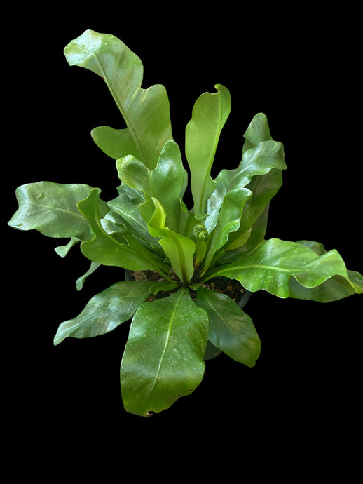 Asplenium Nidus (Birds-nest Fern)