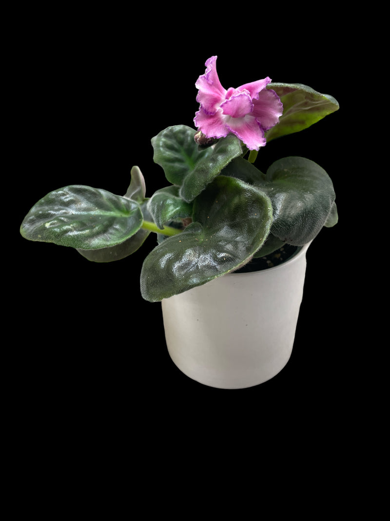 African Violet "RS- Egyptian Repkina"