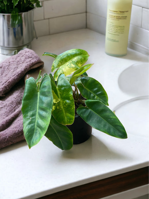 Philodendron 'Burle Marx Variegated'