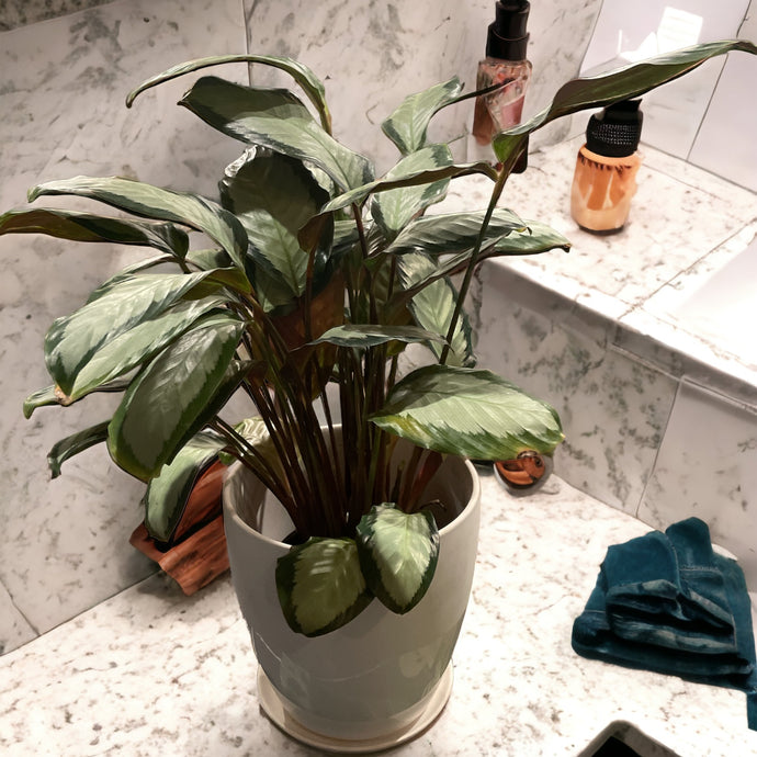 Goeppertia picturata (Calathea)