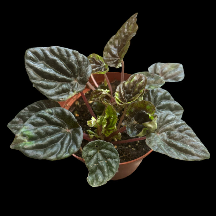 Peperomia Chocolate