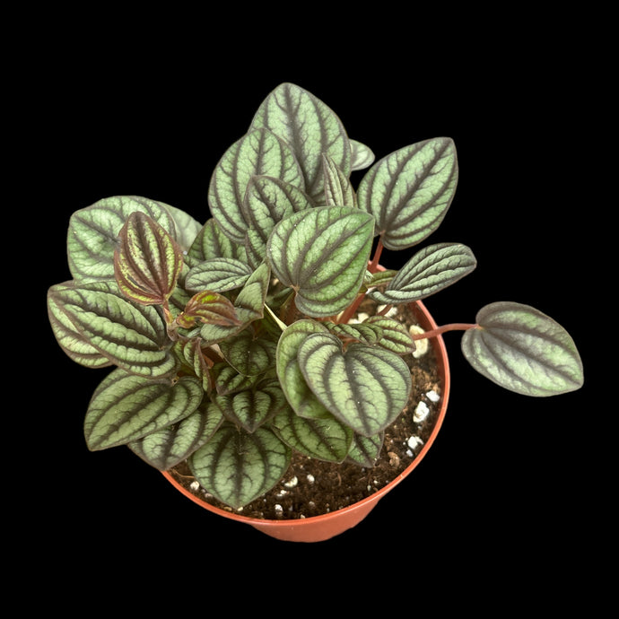 Peperomia Piccolo Banda
