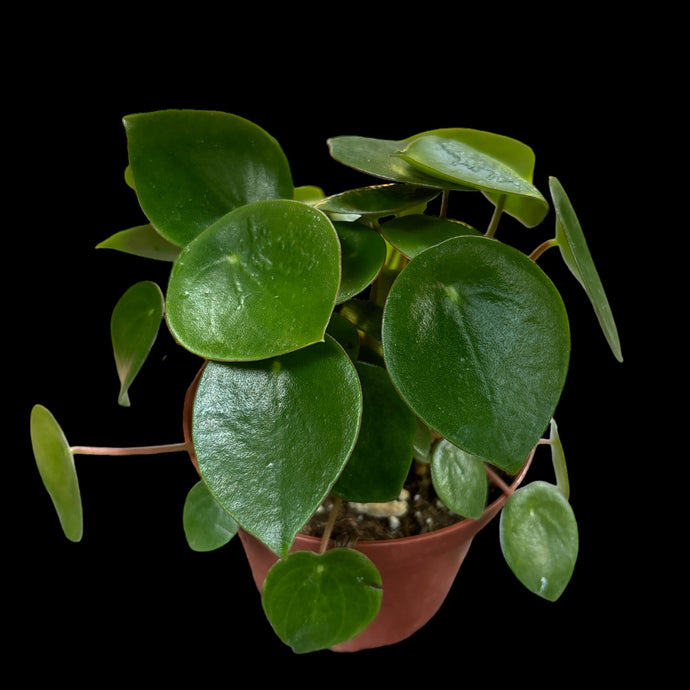 Peperomia polybotrya (Raindrop)