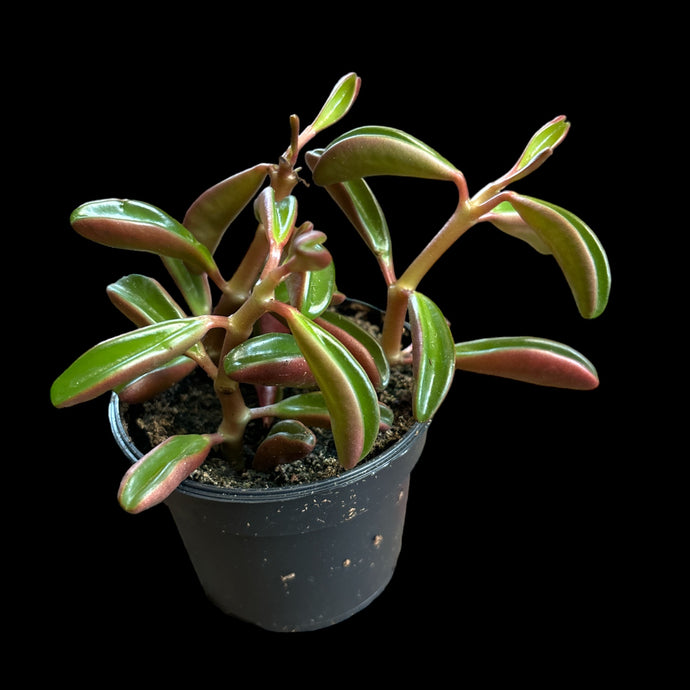 Peperomia Graveolens