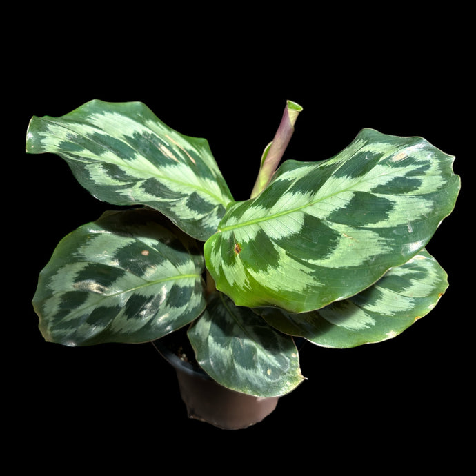 Calathea 'Helen Kennedy'