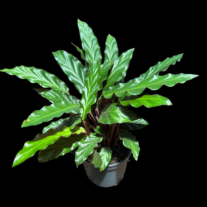 Calathea 'Tropistar'