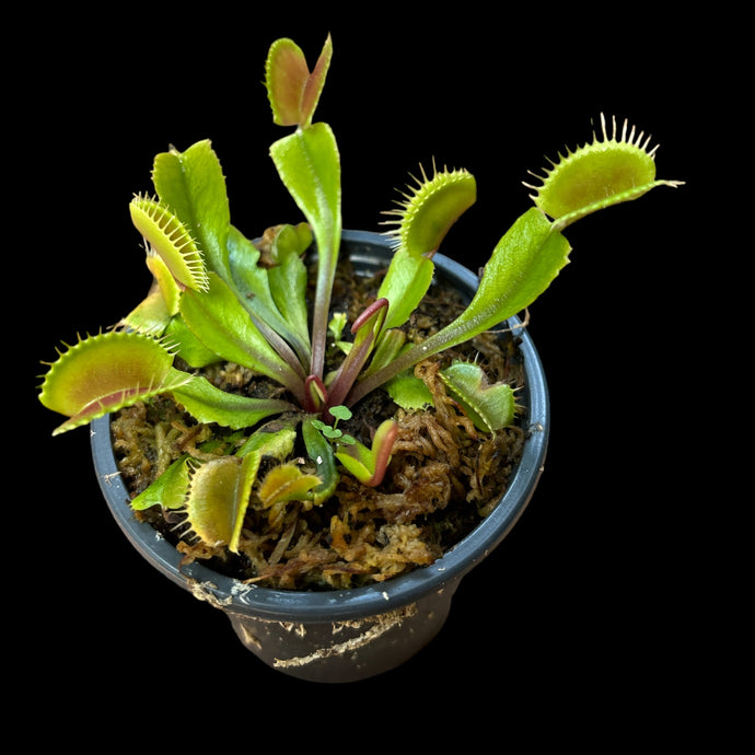 Dionaea Muscipula Cultivar (Flexx)