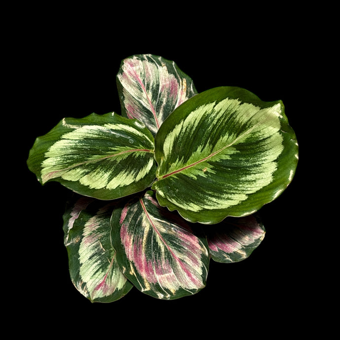 Goeppertia roseopicta (Calathea)