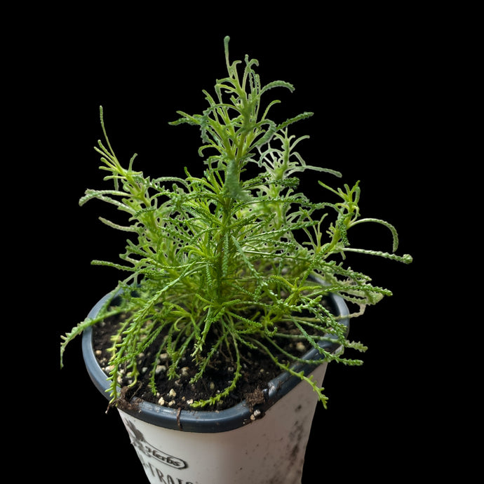 Santolina Viridis Olive Plant