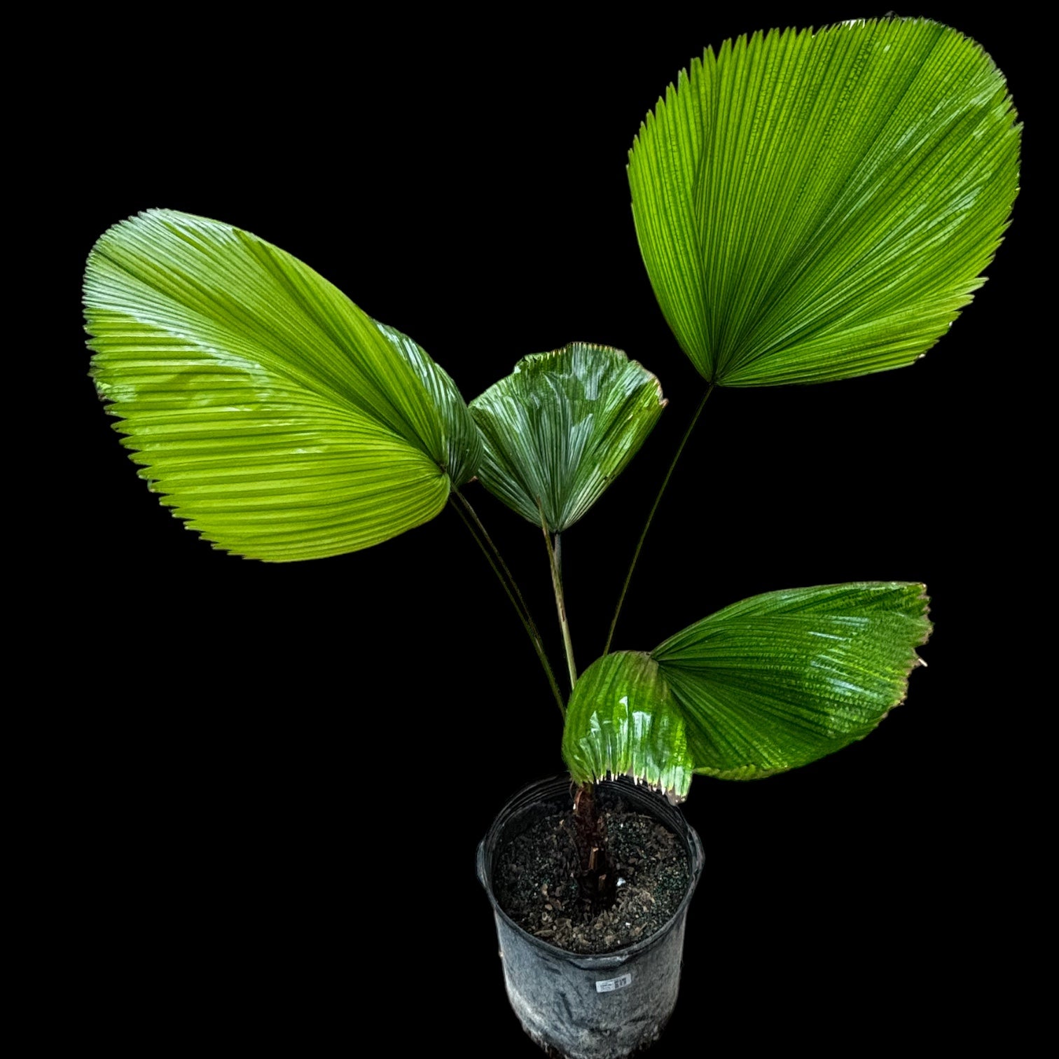 Licuala Grandis - Thumbnail 2