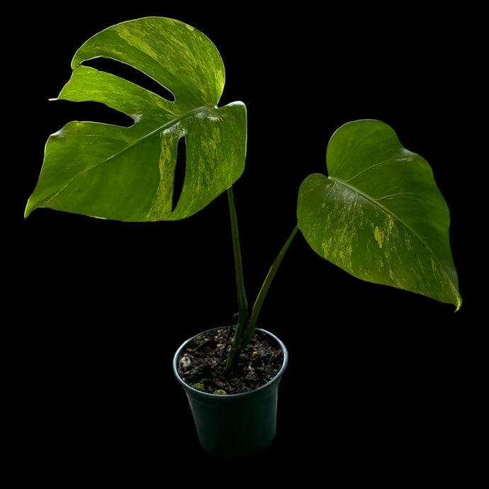 Monstera Deliciosa Aurea Variegata