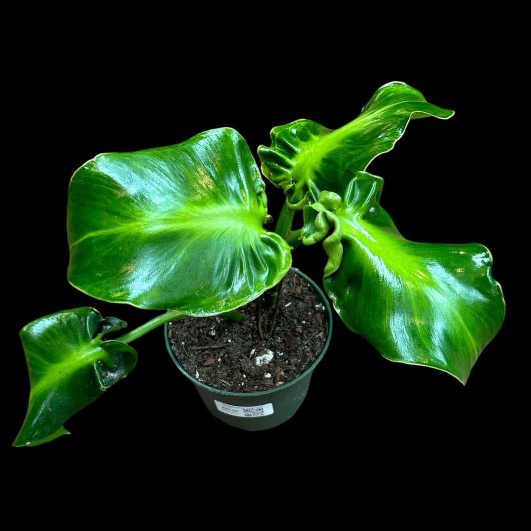 Philodendron Rogosum