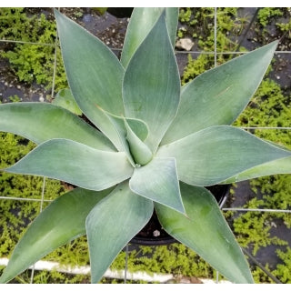 Agave Blue Flame