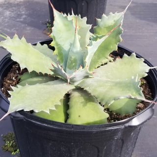 Agave Potatorum 